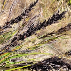 Gahnia subaequiglumis at Ballalaba, NSW - 20 Aug 2022