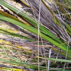 Gahnia subaequiglumis at Ballalaba, NSW - 20 Aug 2022