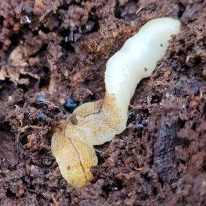 Australopacifica lucasi at Jingera, NSW - 20 Aug 2022