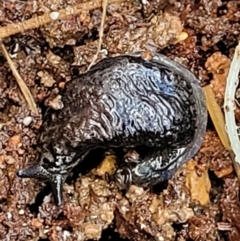 Cystopelta astra (Snowy Mountains Humpback Slug) at Jingera, NSW - 19 Aug 2022 by trevorpreston