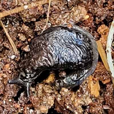 Cystopelta astra (Snowy Mountains Humpback Slug) at Jingera, NSW - 19 Aug 2022 by trevorpreston