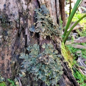 Lichen - foliose at Jingera, NSW - 20 Aug 2022