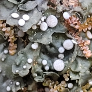 Lichen - foliose at Jingera, NSW - 20 Aug 2022