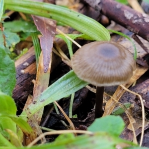 zz agaric (stem; gills not white/cream) at Jingera, NSW - 20 Aug 2022 09:47 AM