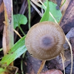 zz agaric (stem; gills not white/cream) at Jingera, NSW - 20 Aug 2022 09:47 AM