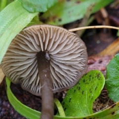 zz agaric (stem; gills not white/cream) at Jingera, NSW - 20 Aug 2022 09:47 AM