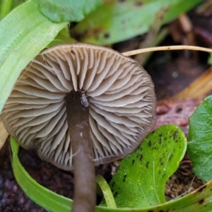 zz agaric (stem; gills not white/cream) at Jingera, NSW - 20 Aug 2022 09:47 AM