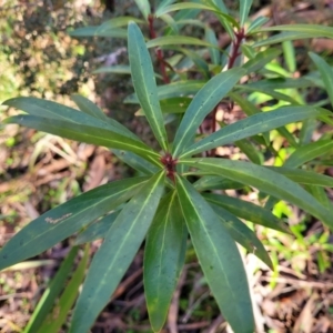 Tasmannia lanceolata at Jingera, NSW - 20 Aug 2022 09:45 AM