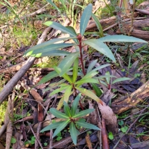 Tasmannia lanceolata at Jingera, NSW - 20 Aug 2022 09:45 AM