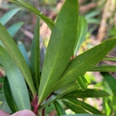 Tasmannia lanceolata at Jingera, NSW - 20 Aug 2022