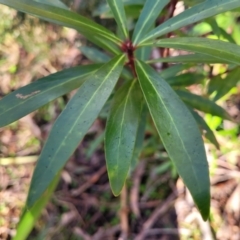 Tasmannia lanceolata at Jingera, NSW - 20 Aug 2022 09:45 AM