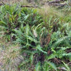 Blechnum nudum at Captains Flat, NSW - 20 Aug 2022 09:27 AM