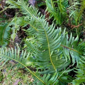 Blechnum nudum at Captains Flat, NSW - 20 Aug 2022 09:27 AM