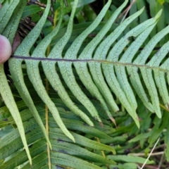 Blechnum nudum at Captains Flat, NSW - 20 Aug 2022 09:27 AM