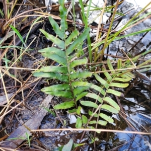 Blechnum minus at Captains Flat, NSW - 20 Aug 2022