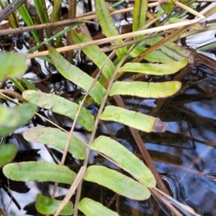 Blechnum minus at Captains Flat, NSW - 20 Aug 2022