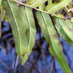 Blechnum minus at Captains Flat, NSW - 20 Aug 2022