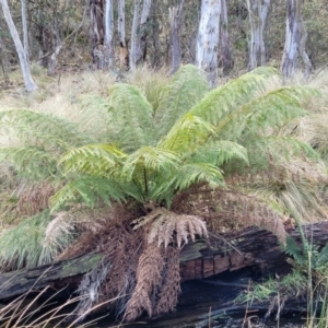 Dicksonia antarctica at Captains Flat, NSW - 20 Aug 2022