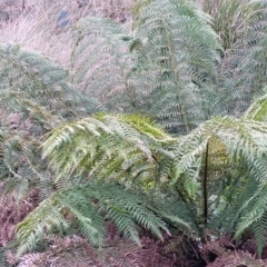 Dicksonia antarctica at Captains Flat, NSW - 20 Aug 2022