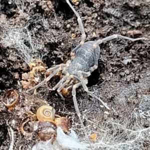 Opiliones (order) at Captains Flat, NSW - 20 Aug 2022