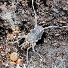 Opiliones (order) at Captains Flat, NSW - 20 Aug 2022