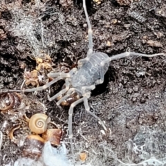 Opiliones (order) at Captains Flat, NSW - 20 Aug 2022