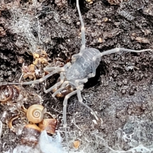 Opiliones (order) at Captains Flat, NSW - 20 Aug 2022