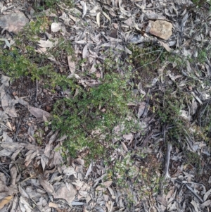 Boronia algida at Cotter River, ACT - 18 Aug 2022