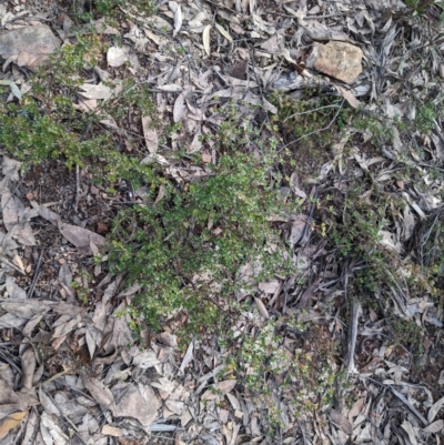 Boronia algida (Alpine Boronia) at Cotter River, ACT - 18 Aug 2022 by WalterEgo