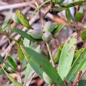 Persoonia silvatica at Captains Flat, NSW - 20 Aug 2022 09:03 AM