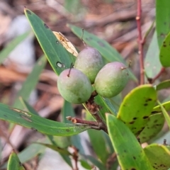 Persoonia silvatica at Captains Flat, NSW - 20 Aug 2022 09:03 AM