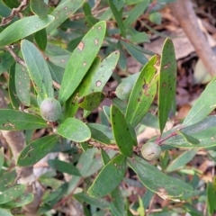 Persoonia silvatica at Captains Flat, NSW - 20 Aug 2022 09:03 AM