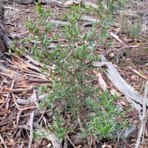 Persoonia silvatica at Captains Flat, NSW - 20 Aug 2022 09:03 AM