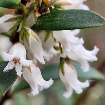 Leucopogon affinis (Lance Beard-heath) at Captains Flat, NSW - 19 Aug 2022 by trevorpreston