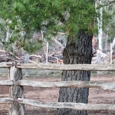 Petroica boodang (Scarlet Robin) at Bungendore, NSW - 20 Aug 2022 by clarehoneydove