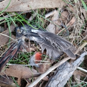 Platycercus elegans at Bungendore, NSW - 17 Aug 2022 05:27 PM