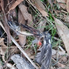 Platycercus elegans at Bungendore, NSW - 17 Aug 2022 05:27 PM