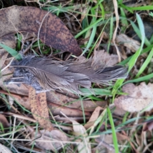 Platycercus elegans at Bungendore, NSW - 17 Aug 2022 05:27 PM