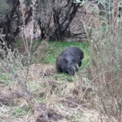 Vombatus ursinus (Common wombat, Bare-nosed Wombat) at Bungendore, NSW - 11 Aug 2022 by clarehoneydove