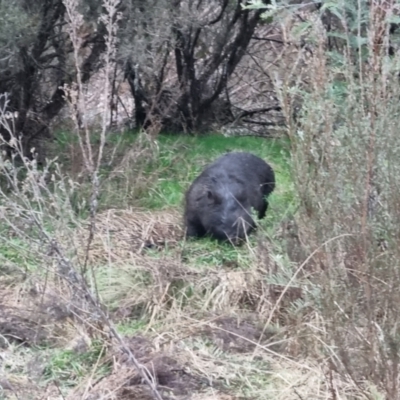 Vombatus ursinus (Common wombat, Bare-nosed Wombat) at Bungendore, NSW - 11 Aug 2022 by clarehoneydove