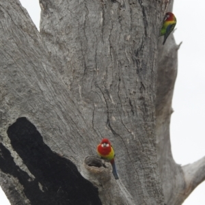 Platycercus eximius at Kambah, ACT - 19 Aug 2022