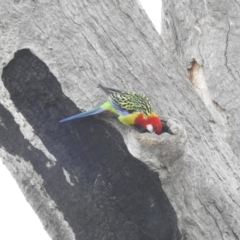 Platycercus eximius at Kambah, ACT - 19 Aug 2022