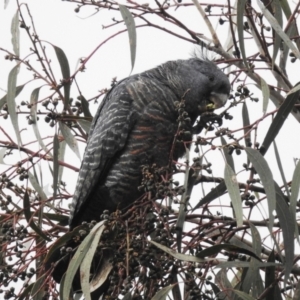 Callocephalon fimbriatum at Kambah, ACT - 19 Aug 2022