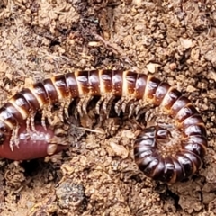 Paradoxosomatidae sp. (family) (Millipede) at Captains Flat, NSW - 20 Aug 2022 by trevorpreston