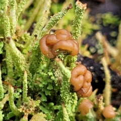 Cladonia sp. (genus) (Cup Lichen) at Captains Flat, NSW - 20 Aug 2022 by trevorpreston