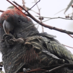 Callocephalon fimbriatum (Gang-gang Cockatoo) at Kambah, ACT - 18 Aug 2022 by HelenCross