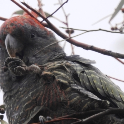 Callocephalon fimbriatum (Gang-gang Cockatoo) at Kambah, ACT - 18 Aug 2022 by HelenCross