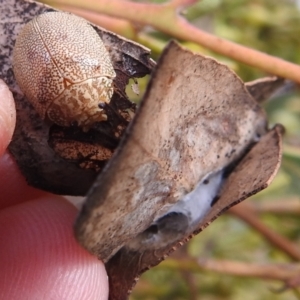 Paropsis atomaria at Kambah, ACT - 19 Aug 2022