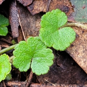 Hydrocotyle laxiflora at Captains Flat, NSW - 20 Aug 2022