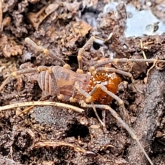 Opiliones (order) (Unidentified harvestman) at Tallaganda National Park - 20 Aug 2022 by trevorpreston